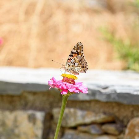 Villa Andromeda Αμοργός Εξωτερικό φωτογραφία
